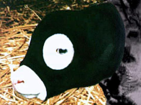 "Save Me Ears" - New born calf ear hood protection for freezing weather!