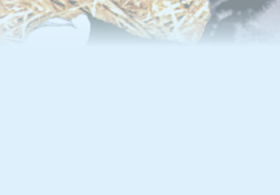 "Save Me Ears" - New born calf ear hood protection for freezing weather!