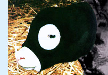 Frozen Calf Ears after birth, means "Lost Profit" - You need "Save Me Ears!"